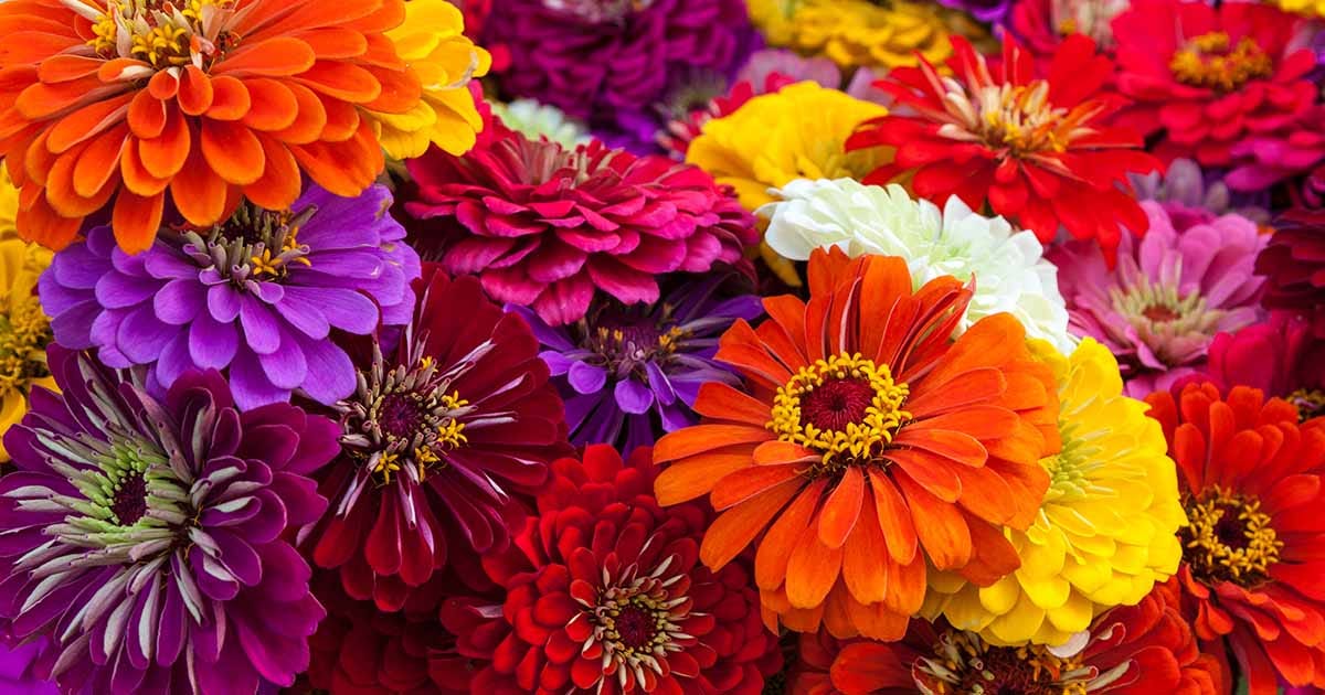A Guide to the Different Types of Zinnias | Gardener's Path