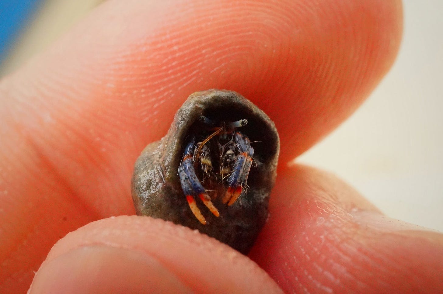 Close up of fingers holding a tiny hermit crab in its shell