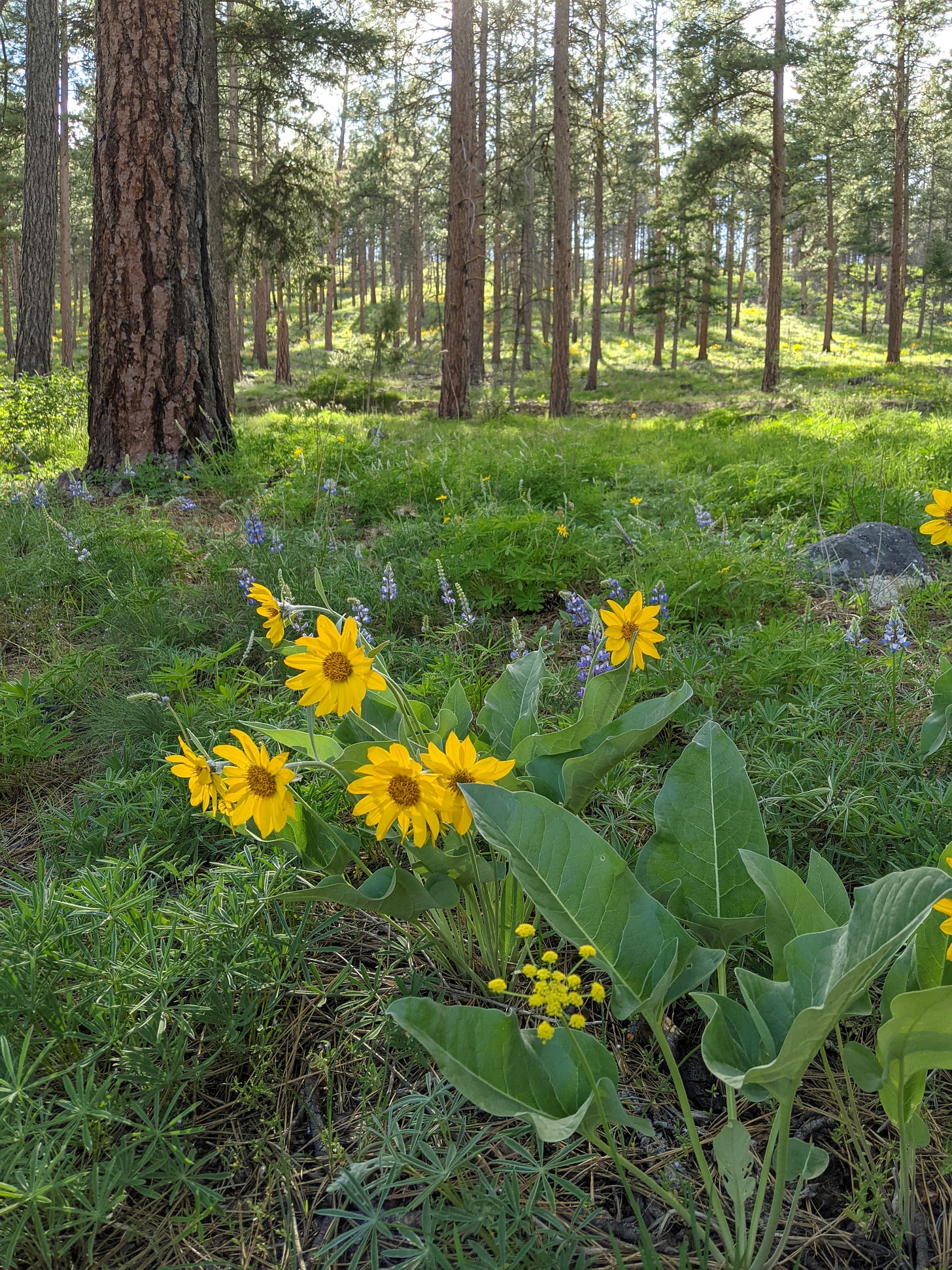 yellow and lavender flowers on a lush green hillside covered with tall pine trees