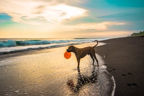 Free Short-coated Brown Dog on Seashore Stock Photo