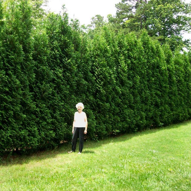 Photograph of a woman standing on a lawn; behind her stands an impenetrable hedge of evergreen trees about twenty feet tall.
