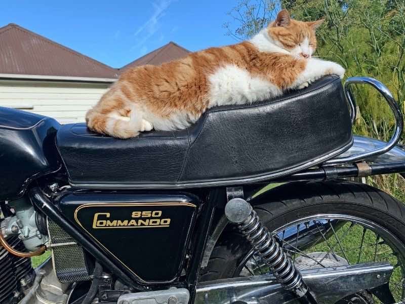 Biker Cats - Motorcycle Experts With Fur | Pillioness