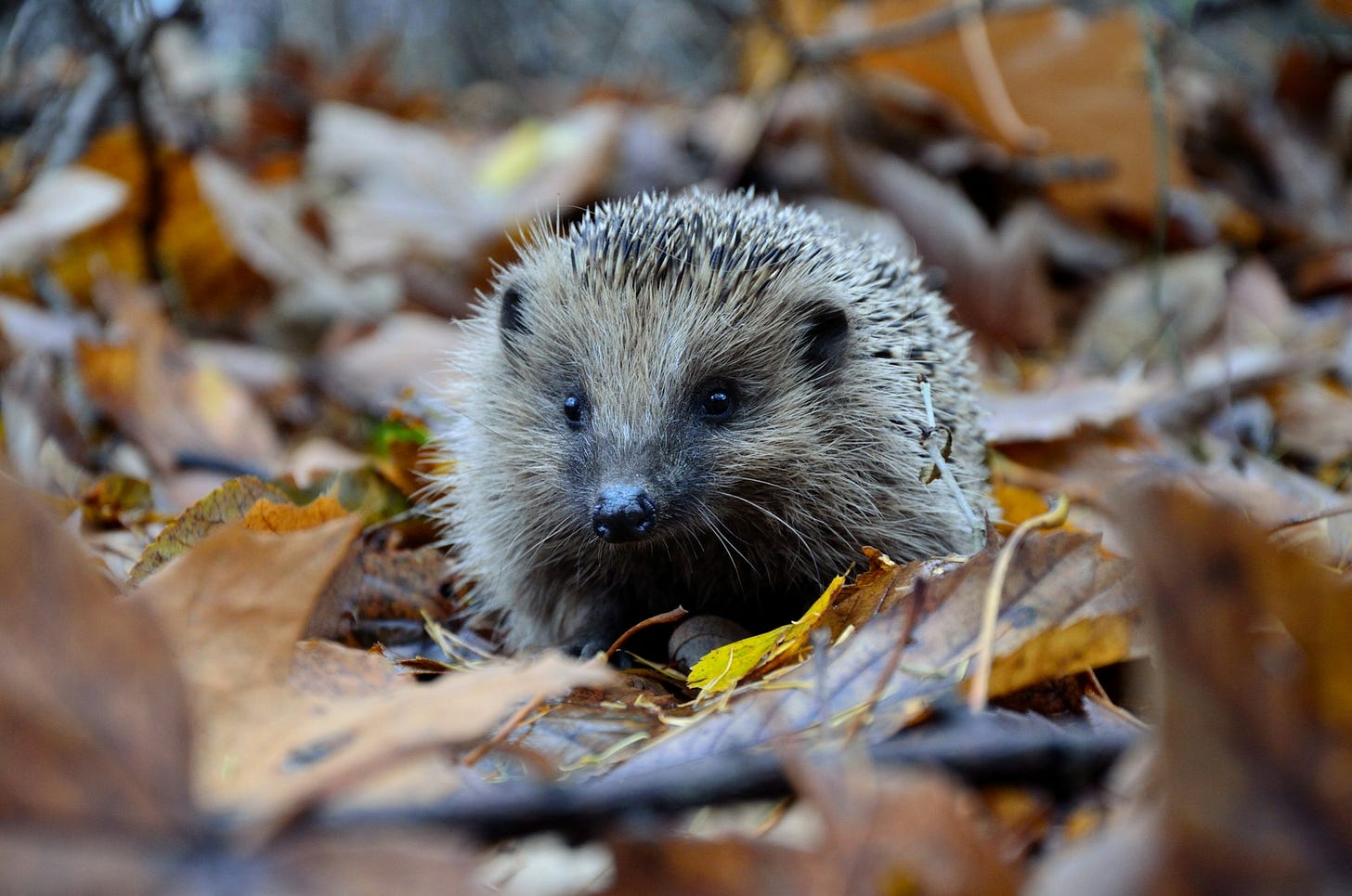 selective focus photography of hedgehog on ground selective focus photography of hedgehog on ground