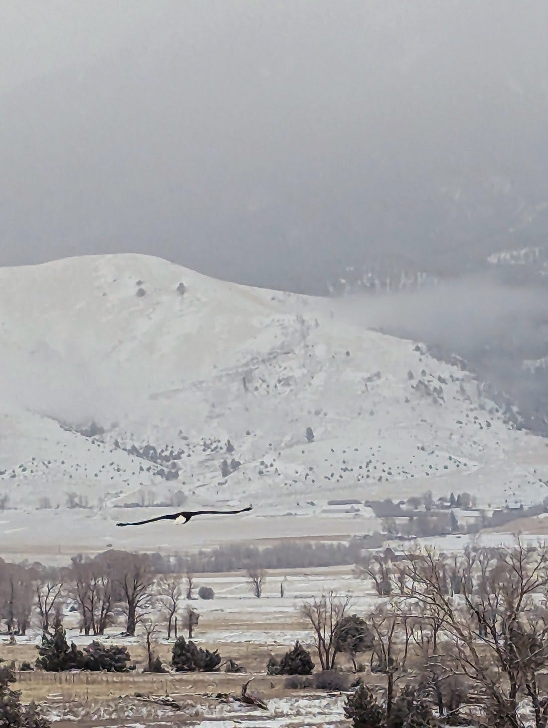 Eagle flying across Yellowstone River with mountains in backdrop