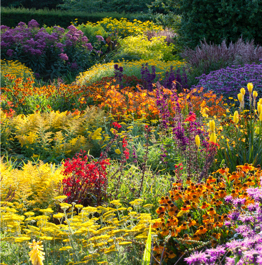 A garden with orange, yellow and red flowers