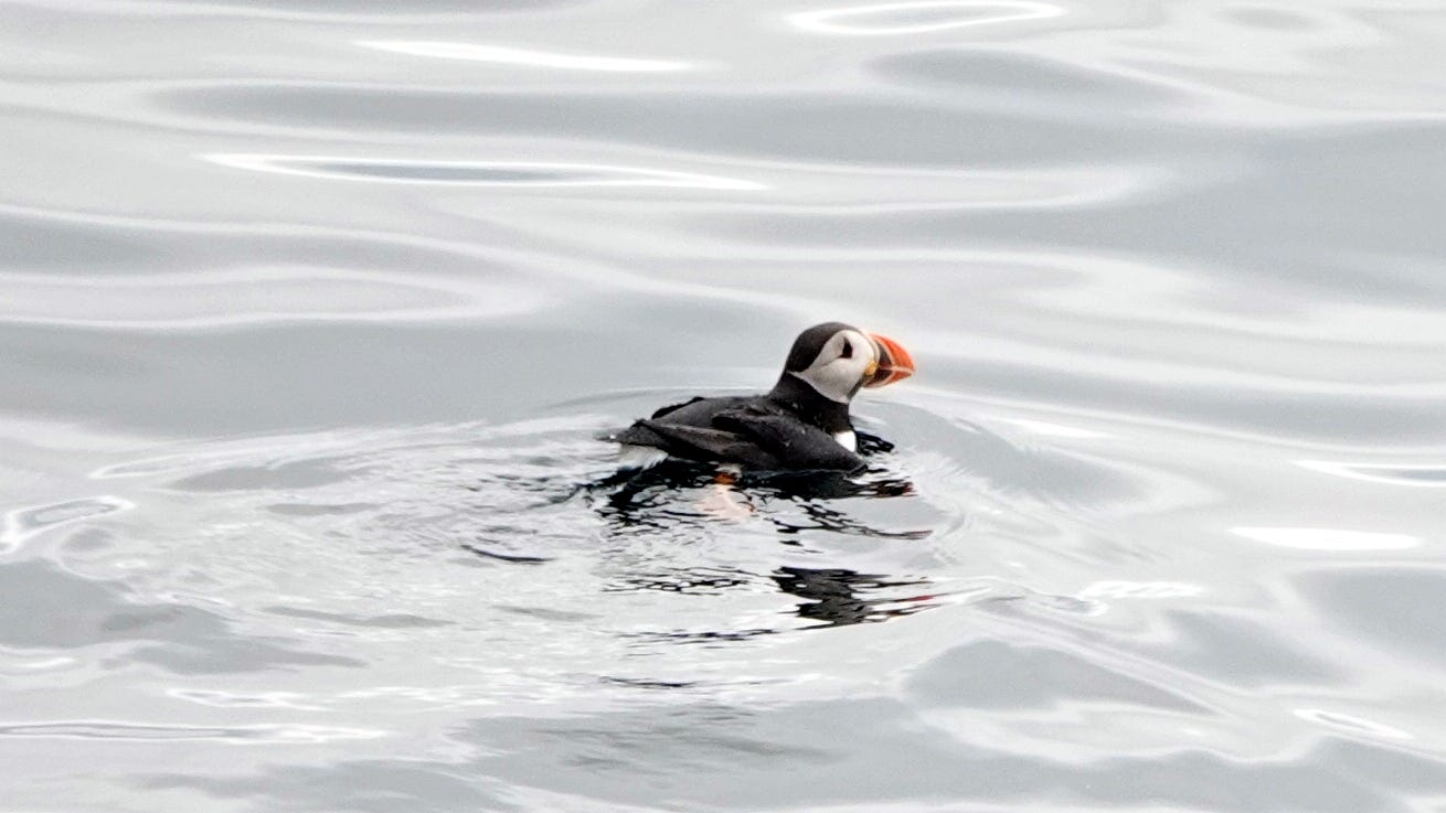 Bjørnøya puffin