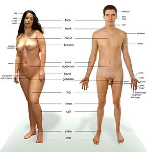English: Human male and female - anatomical fe...