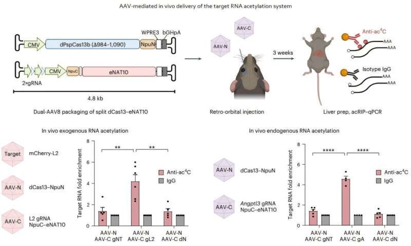 In vivo delivery of targeted RNA acetylation system. The targeted RNA acetylation system was encoded in an AAV vector, commonly used in gene therapy, and delivered intravenously to adult mice, showing that target RNA in liver tissue was specifically acetylated according to the guide RNA. Credit: Nature Chemical Biology (2025). DOI: 10.1038/s41589-025-01922-3 Selectively modifying desired RNA with genetic scissors