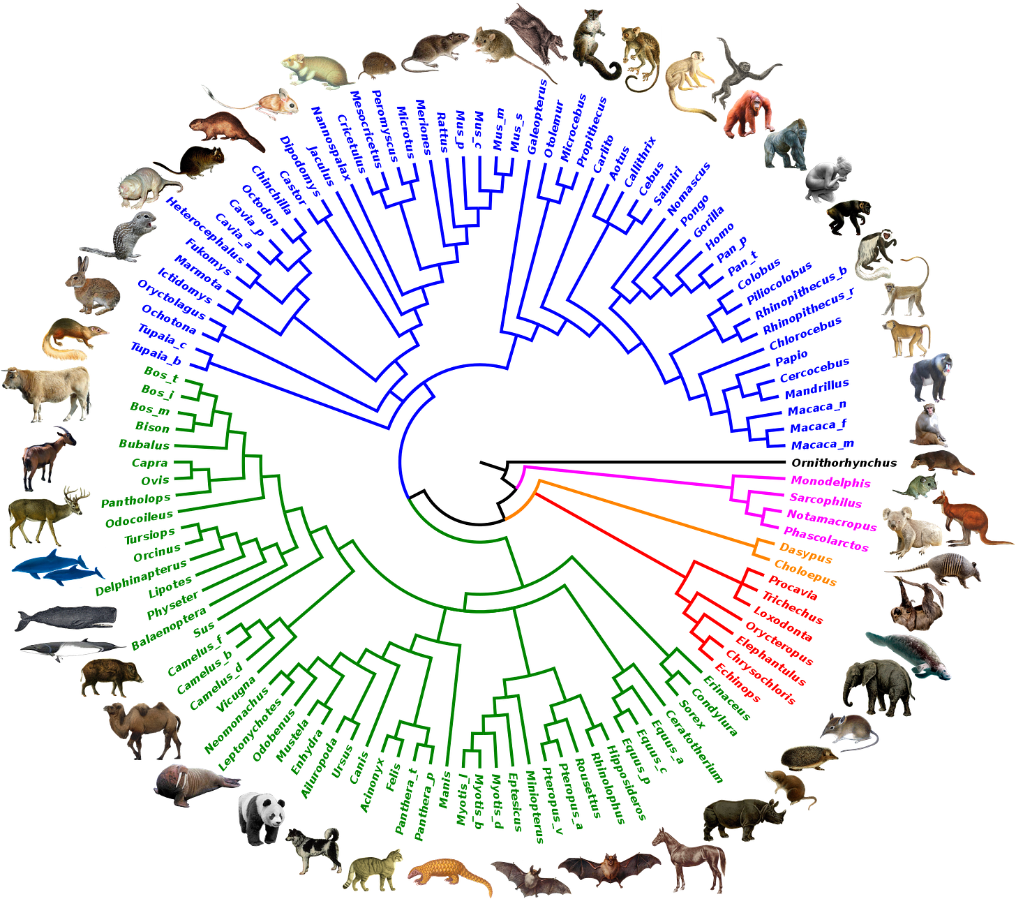 Mammals chart from https://en.wikipedia.org/wiki/Mammal