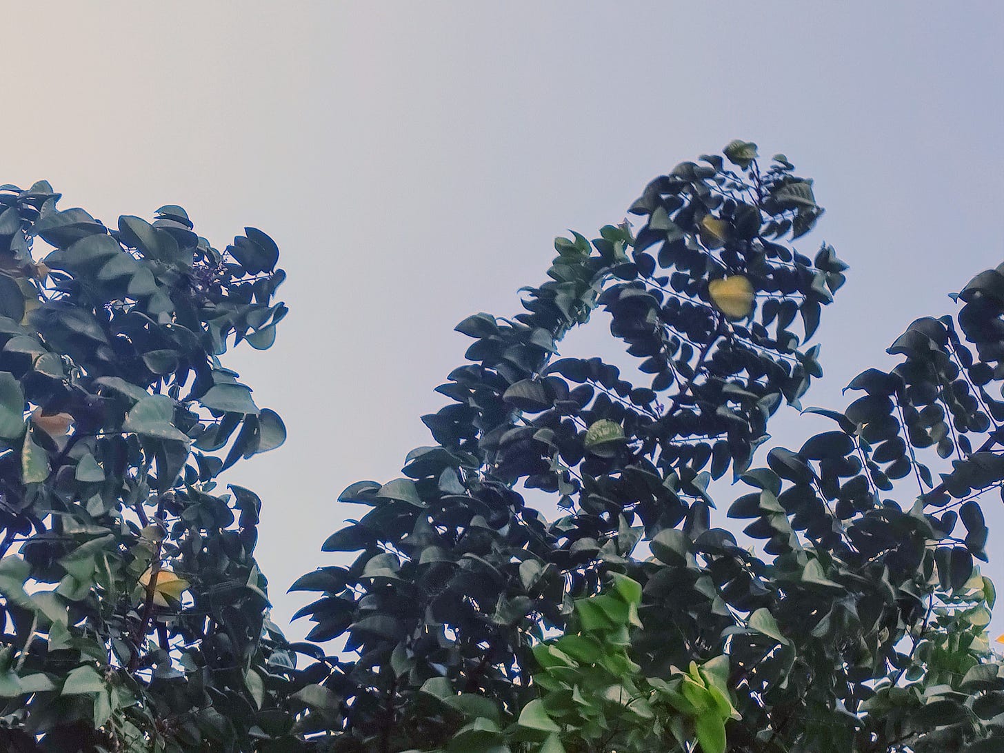 galhos de um pé de carambola contra o céu, com algumas frutas verdes e outras maduras