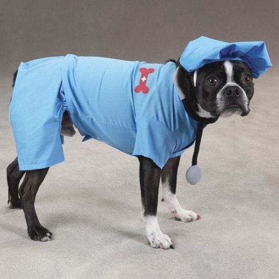 LARGE ER Doctor Dog Costume Hospital Style Pet Scrubs for Halloween | Dog  halloween costumes, Pet halloween costumes, Dog doctor