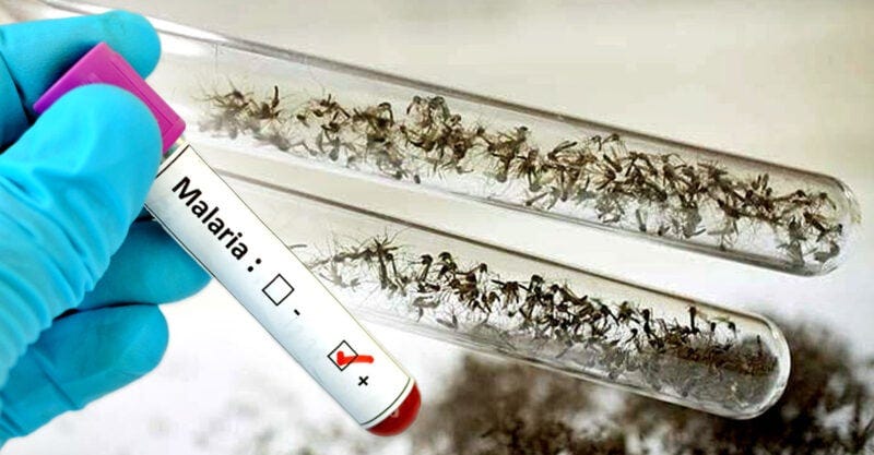 epa gmo mosquitoes malaria feature