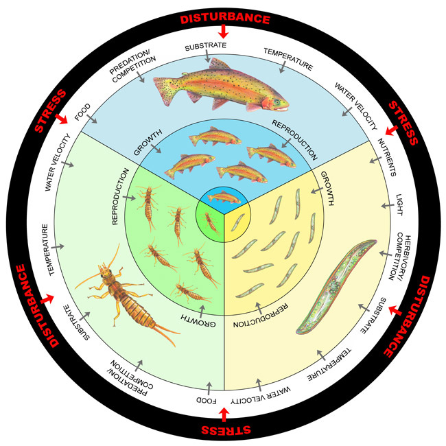 Bioindicators: Using Organisms to Measure Environmental Impacts | Learn  Science at Scitable