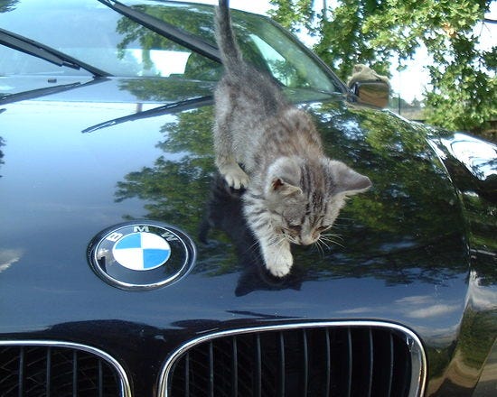 Cricket_Gray_kitten_on_BMW_attb_Wikicommons.jpg