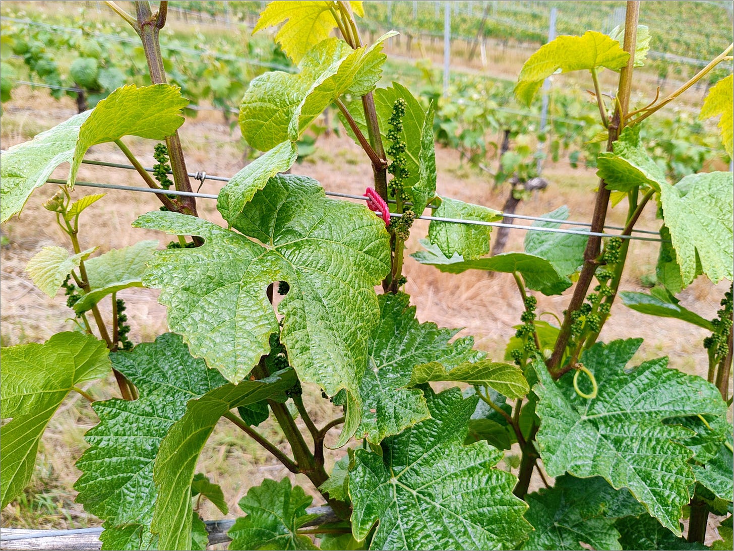 Pommard Clone Pinot Noir vines trained between catch wires.