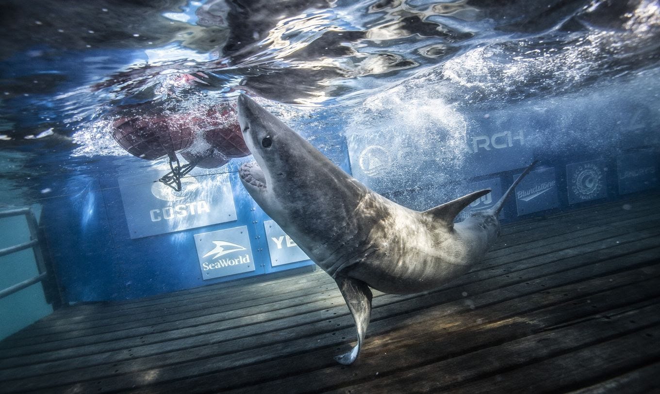 Jekyll is one of the sharks that scientists have tracked over recent months. (Chris Ross/OCEARCH)