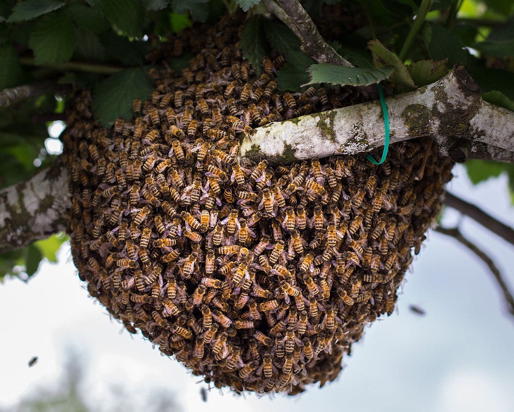 March Newsletter: Swarm Season, Honey Questions to Ask, Some Like it Hot,  Honey...We have too...