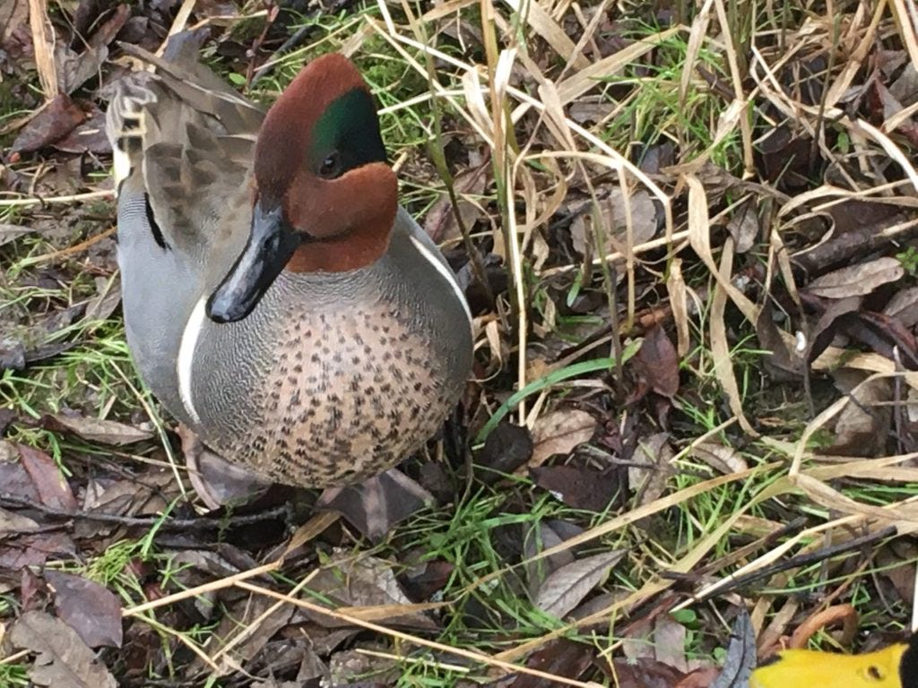 an awesome duck spotted on a recent walk