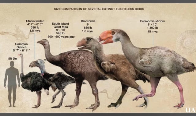 r/Naturewasmetal - The amazing and terrifying size of the Terrorbird - (Phorusrhacids)