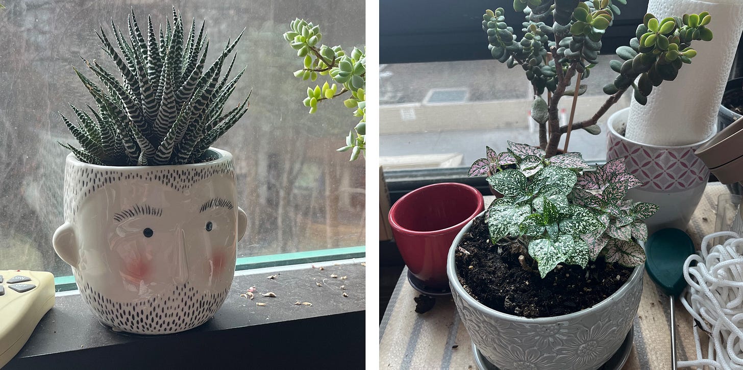 Left photo: A plant pot with a stylized bearded man and a spiky dark green cactus sticking up like his hair. Right photo: A jumbled mess of plant supplies surrounding a pot with a polka dot plant and a tall jade plant.