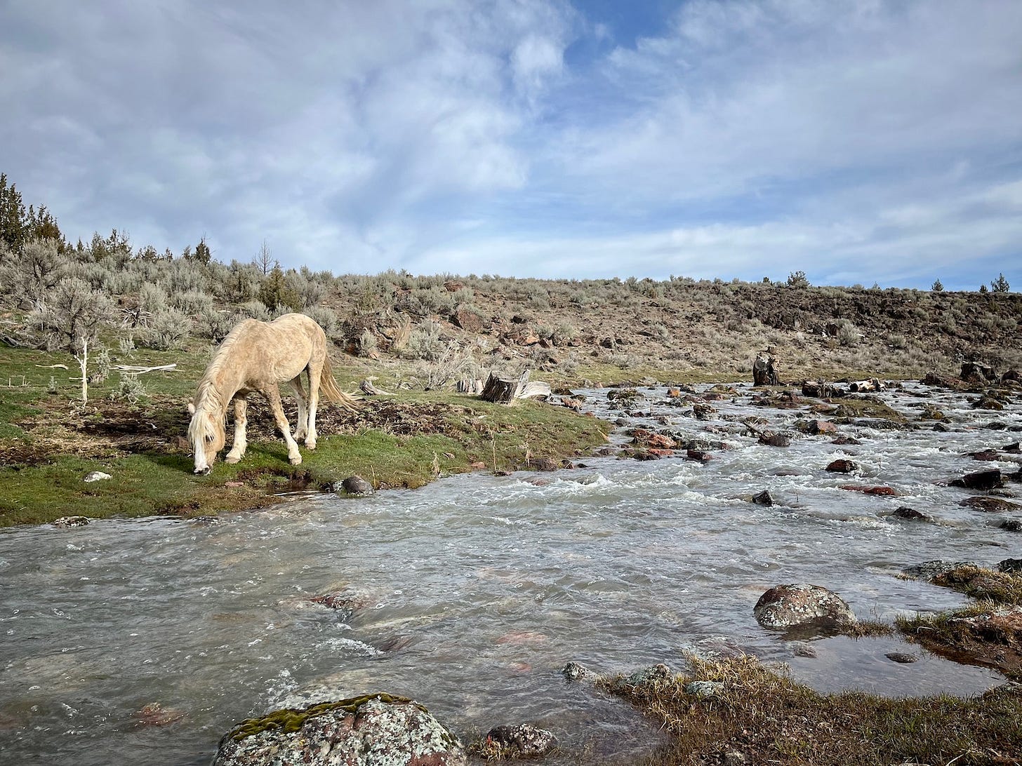 Cream colored horse drinks from a stream