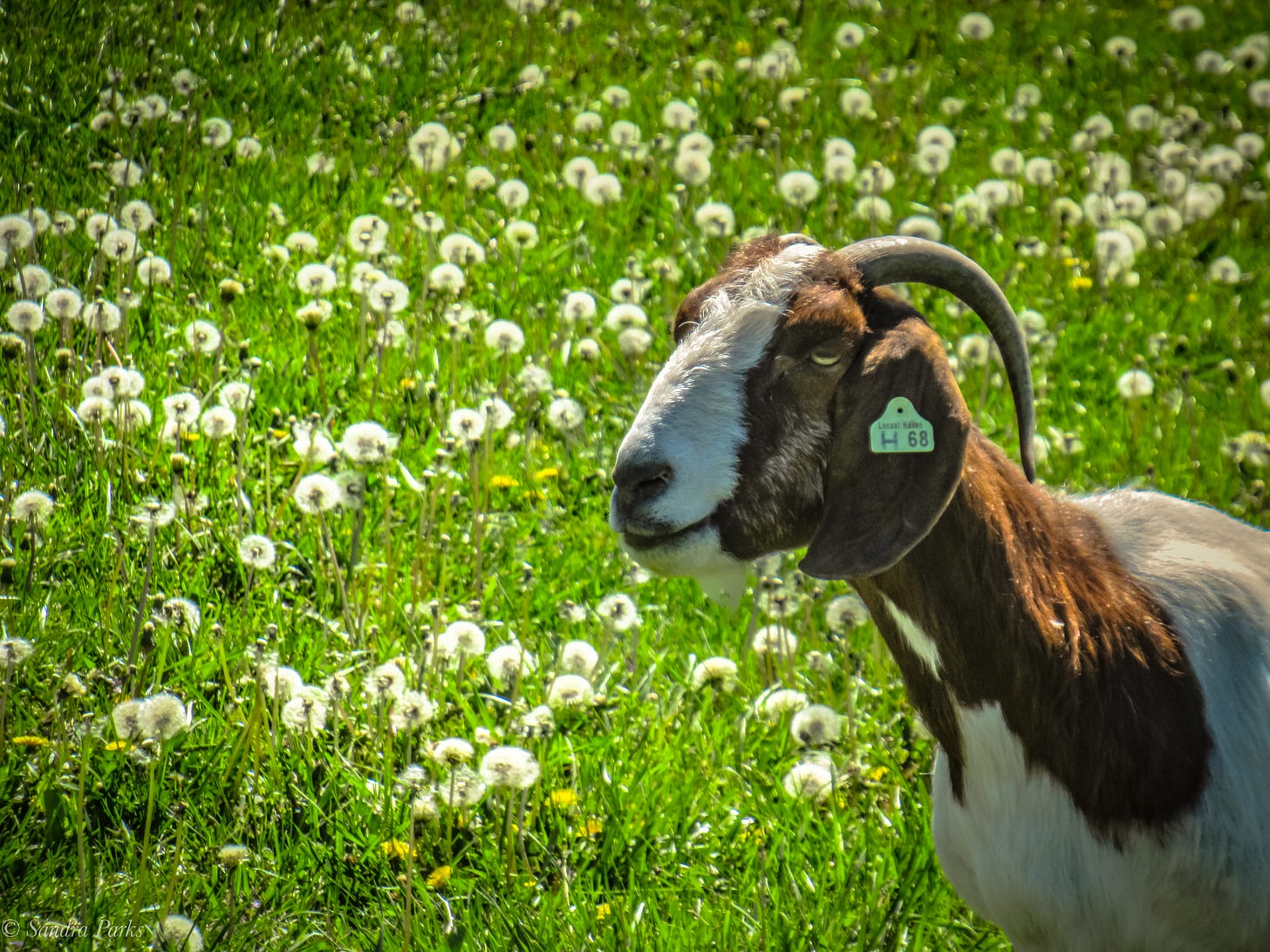 Goat in dandelions 