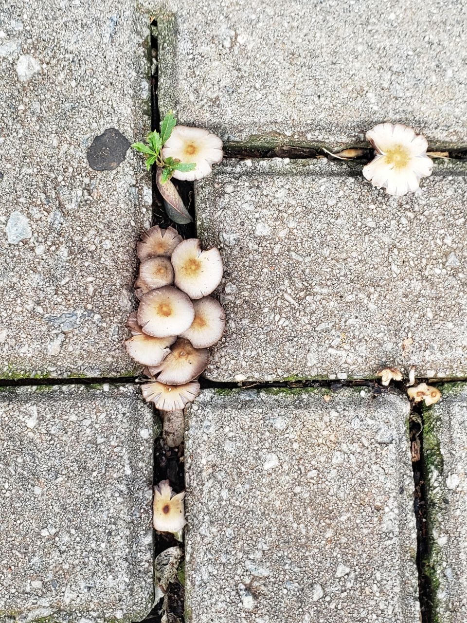 cogumelos brotam e frutificam entre as pedras de concreto do calçamento