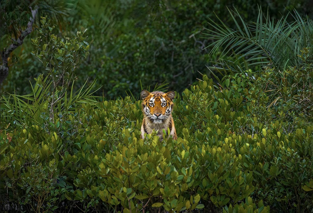 un cachorro de tigre de Bengala observa entre los manglares del bosque de Sundarbans