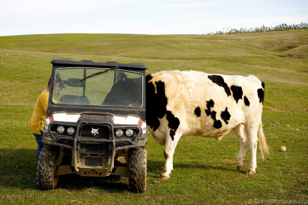 Phoenix cow gives Kat driving instructions.