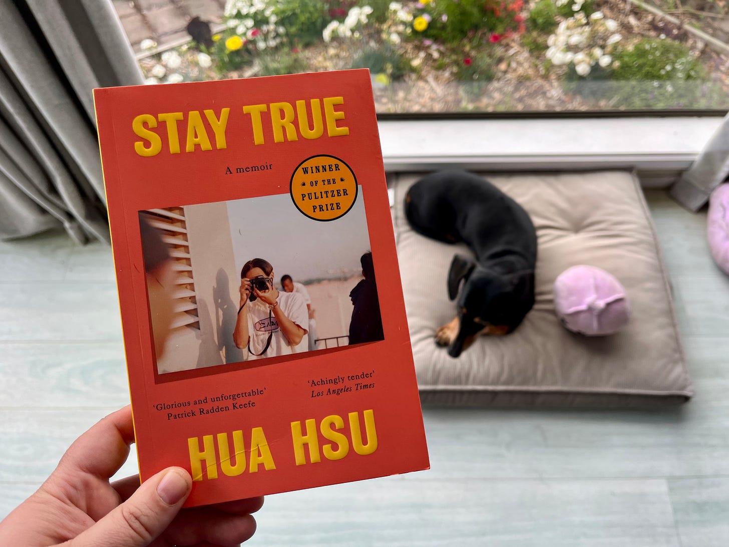 in the foreground a hand holds Hua Hsu's memoir Stay True. In the background a black dachshund sits on a cushion, next to a purple plush dumpling.