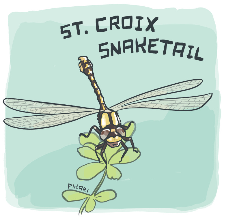 Digital illustration of a dragonfly, perched on a green plant and facing us. She has huge orb-like brown eyes, and two patches of yellow on her back. Her long tail is brown-black and hooked at the end, with yellow markings on each segment. Her veined wings are transparent and outspread.