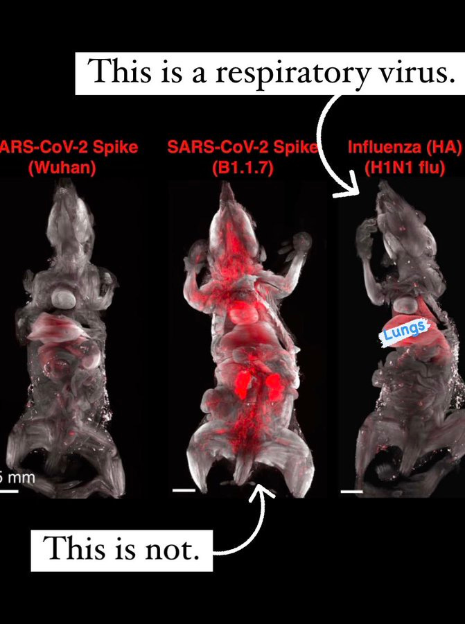 Image from paper linked in the QT showing SARS2 invasion in mice. I added one label that reads “this is a respiratory virus” with an arrow pointing to the influenza mouse with only its lungs affected (lit up in red) and a second label that reads “this is not” with an arrow pointing to the SARS2 mouse with what looks like all of its organs affected (lit up in red).