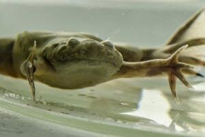 African clawed frog