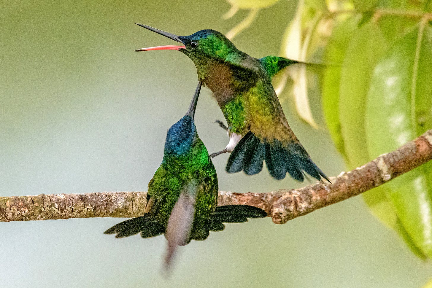 The Hummingbird as Warrior: Evolution of a Fierce and Furious Beak - The  New York Times