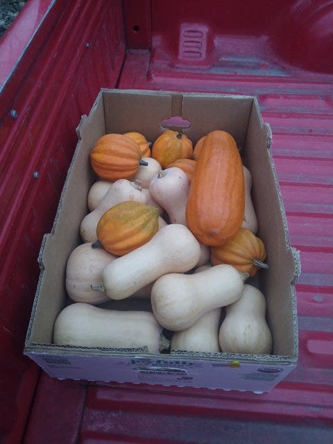 box of pumpkins