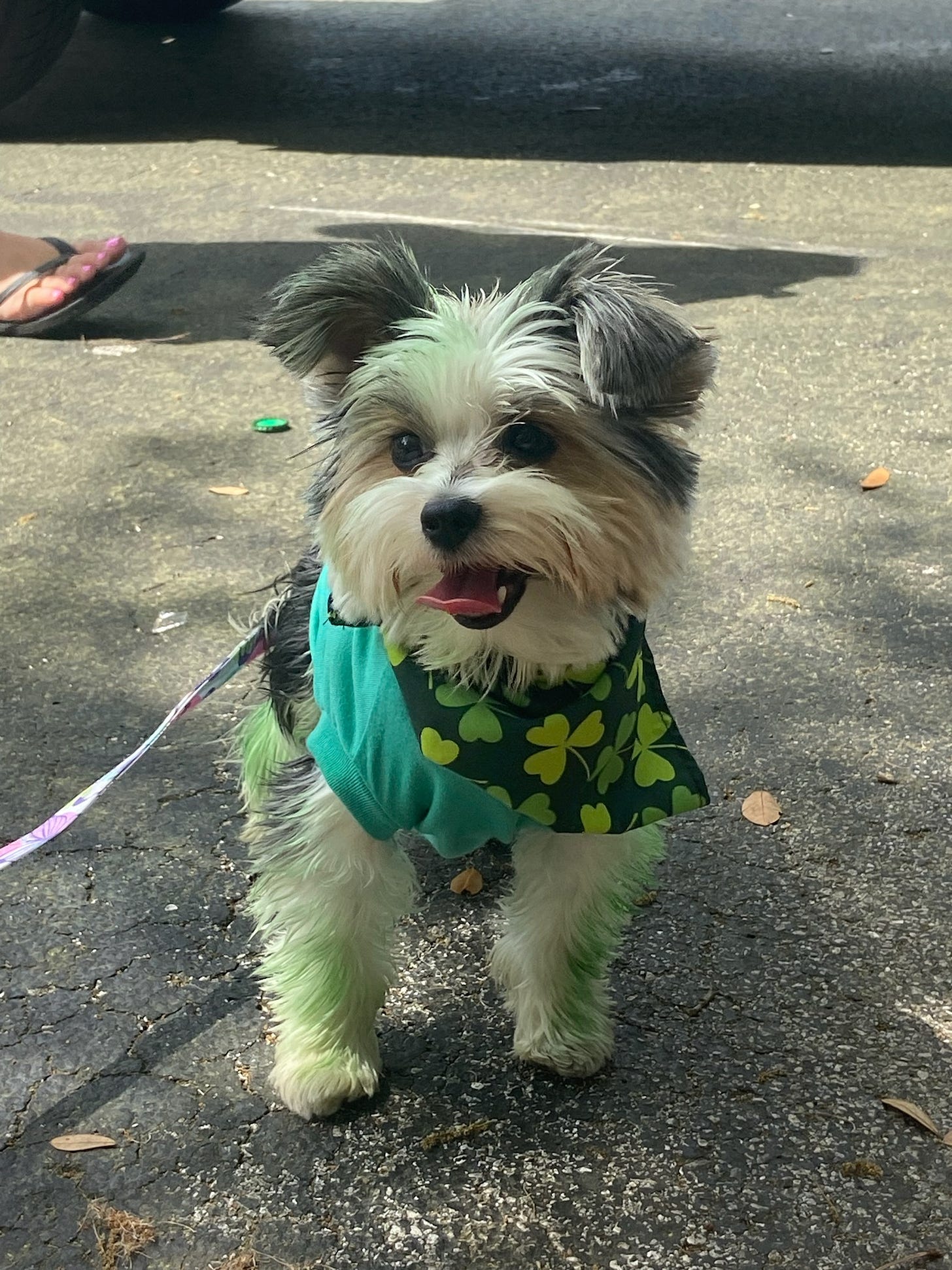 Dog wearing green
