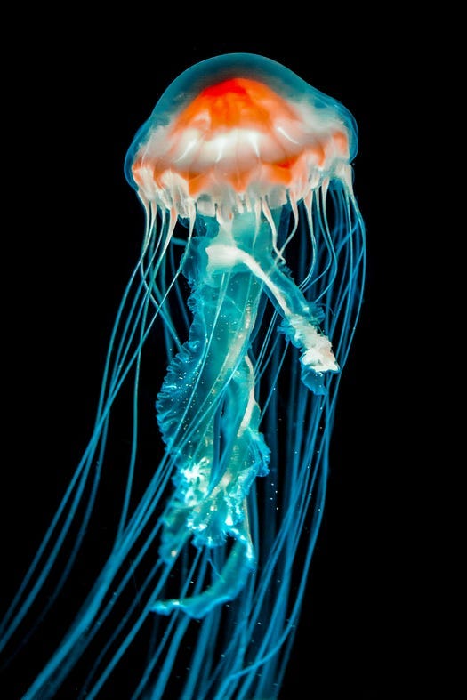 Jellyfish