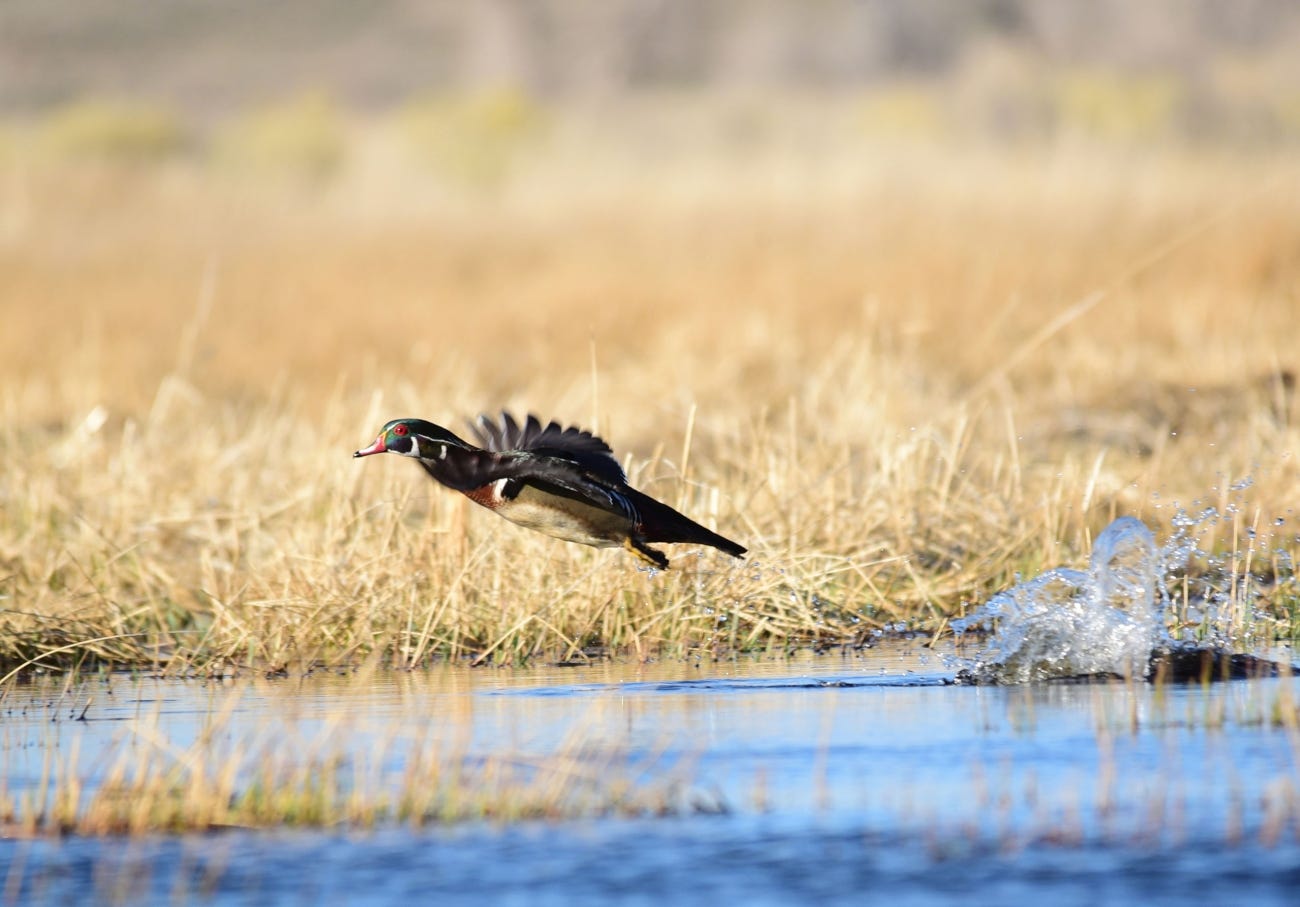 A wood duck with a green and red head takes off from a wetland. The photo captures a big splash made when the duck burst up from the water