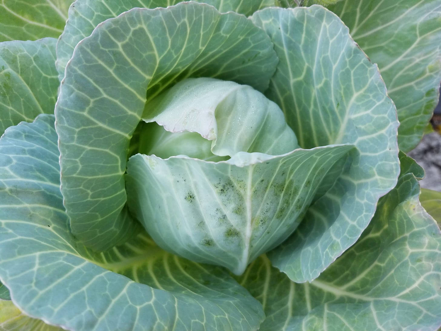 A head of green cabbage ready for harvest