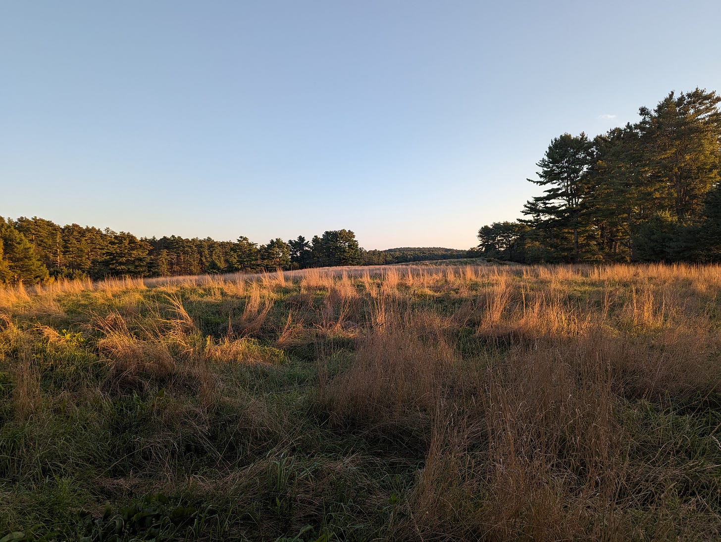 A photo of an empty field at sunset