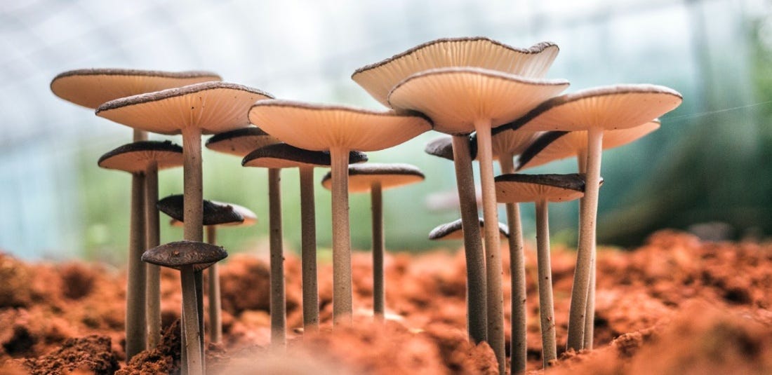 Goodbye Plastic, Hello Fungi: Mushrooms Could Be The Sustainable Solution We Need