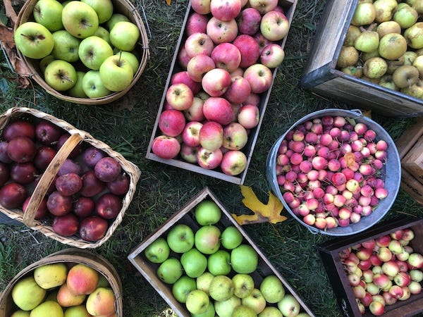 Baskets and wooden bins holding red and green apples. A riot of varitey is shown. 