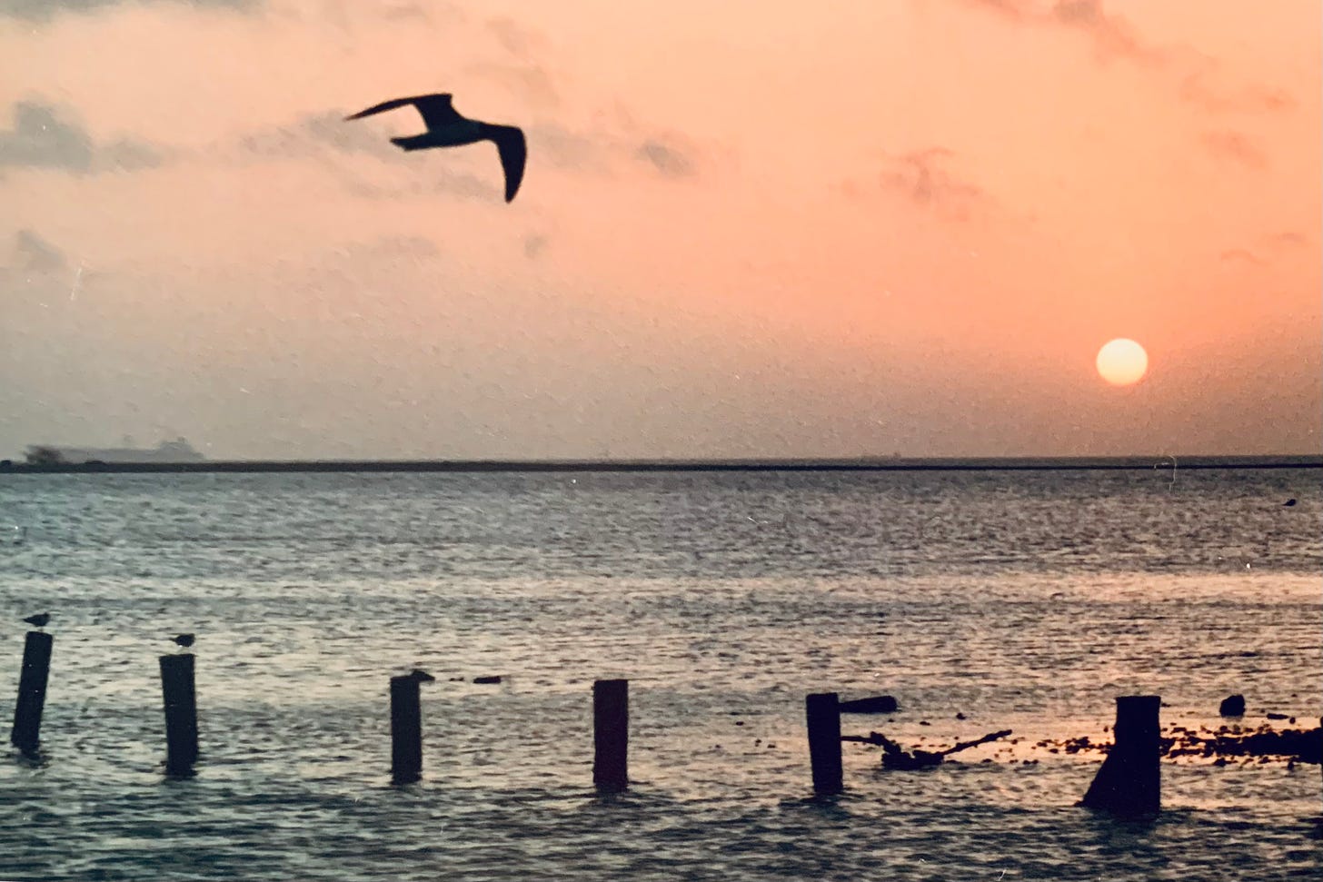 Image of seagull flying over Galveston Bay at sunrise from the Texas City Dike in Texas City, Texas.