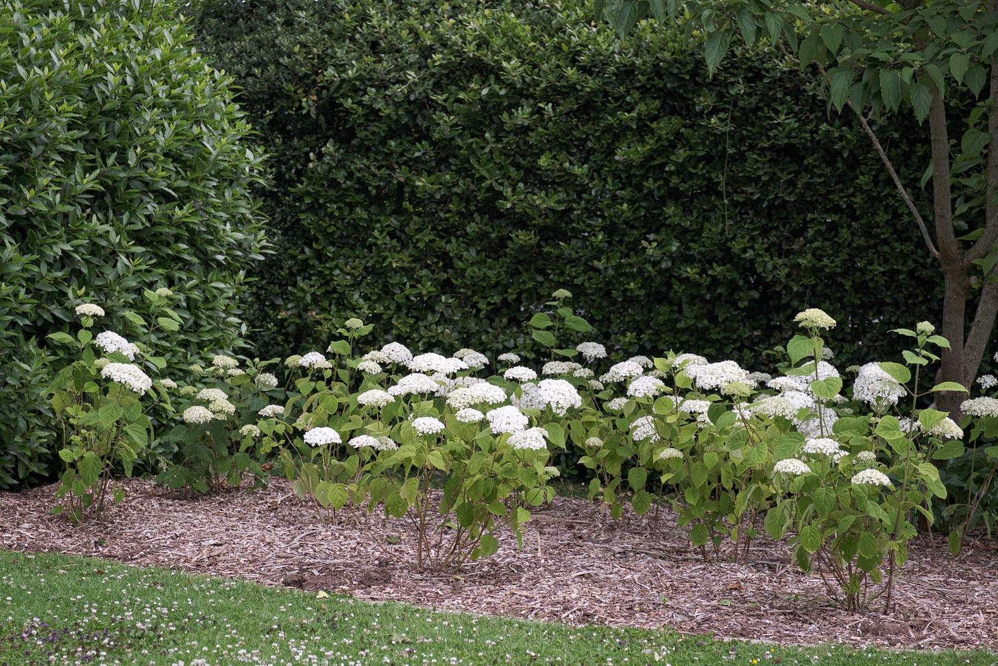 A garden border of white hydrangeas in flower, in front of a holm oak hedge and next to a bay hedge