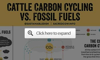 cattle carbon cycling vs fossil fuels