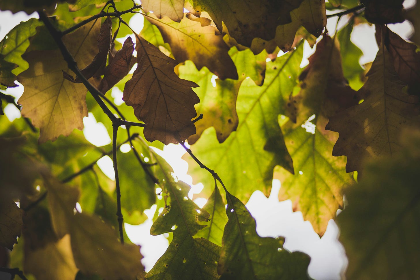 Branches with green leaves, seen from below. The sun is peaking through. Some of the leaves have started to brown.