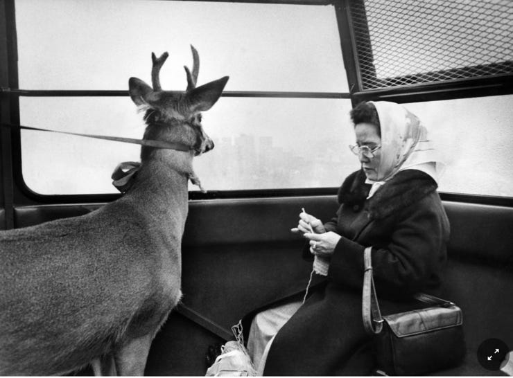 Reindeer Richard on the Roosevelt Island tram this morning on his way to visit the children of the island. An islander, Mrs. Ylu, seems undisturbed by the seasonal passenger. December 1977.Credit. Chester Higgins Jr./The New York Times
