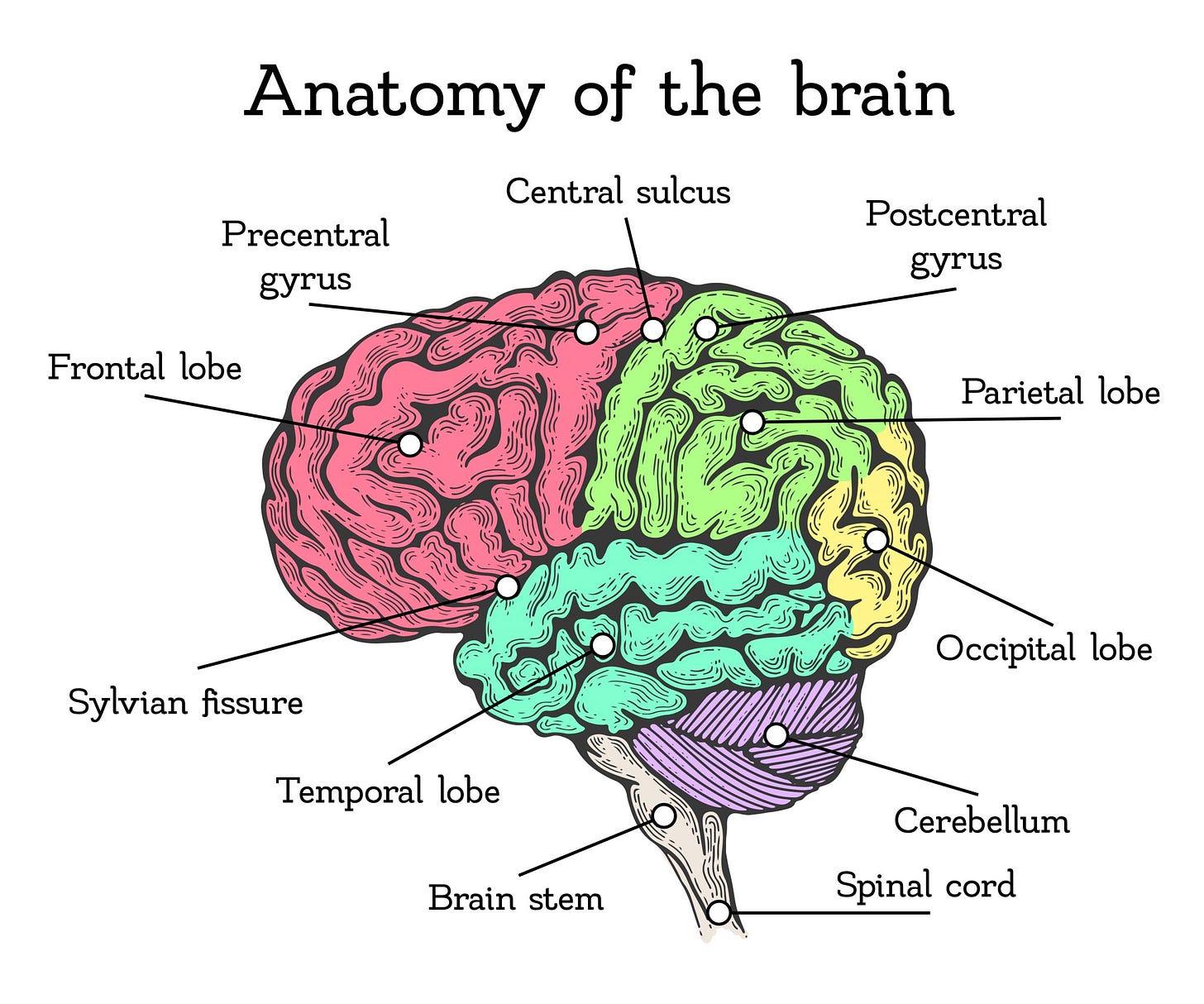 3 Main Parts of the 3 Pound Human Brain