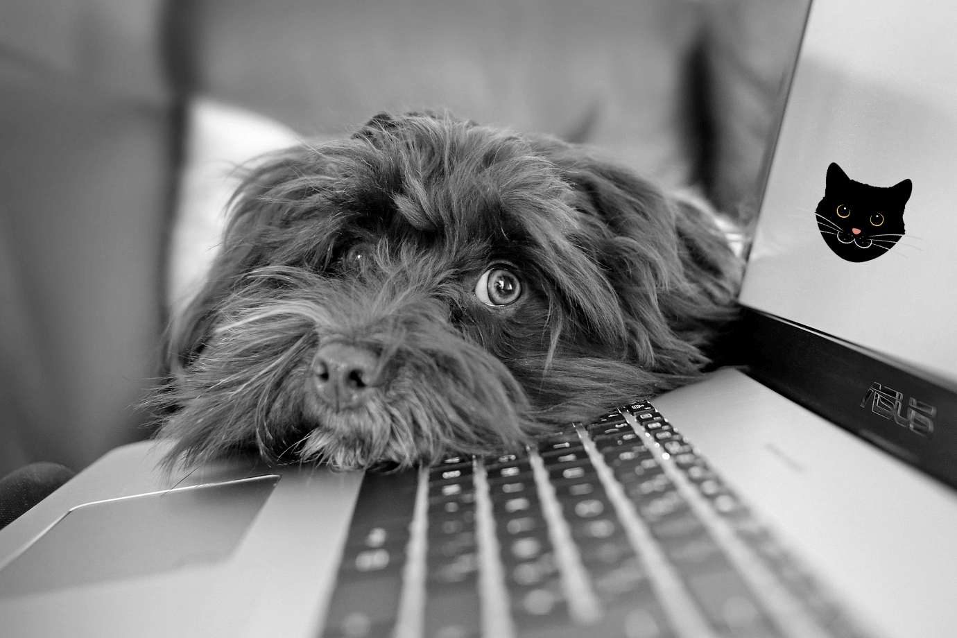 Image of laptop computer, a dog and a cat face