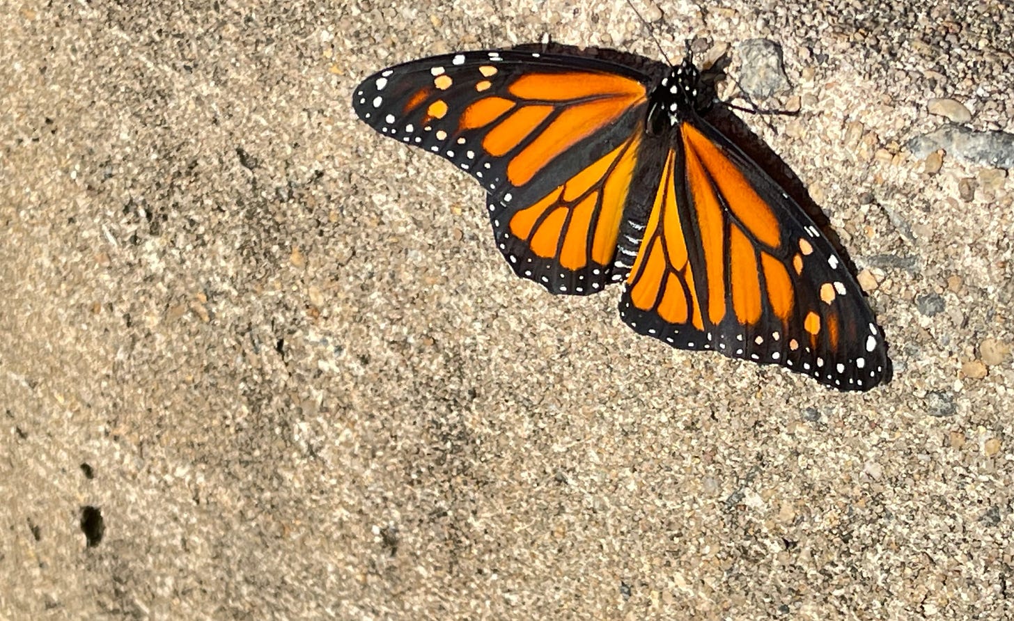 monarch butterfly against a cement background